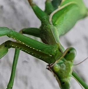 Pseudomantis albofimbriata at Holt, ACT - 13 May 2022