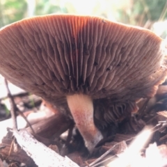 Unidentified Fungus (TBC) at Aranda, ACT - 13 May 2022 by KMcCue