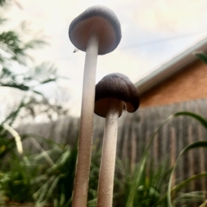 Oudemansiella gigaspora group at Aranda, ACT - 13 May 2022