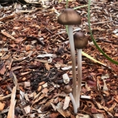 Oudemansiella gigaspora group at Aranda, ACT - 13 May 2022