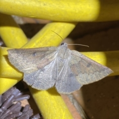 Androchela milvaria (Four-spot Cape-moth) at QPRC LGA - 13 May 2022 by Steve_Bok