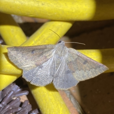 Androchela milvaria (Four-spot Cape-moth (Ennominae)) at Jerrabomberra, NSW - 13 May 2022 by SteveBorkowskis