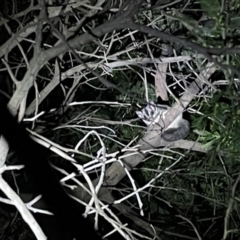 Petaurus notatus (Krefft’s Glider, Sugar Glider) at Bruce Ridge to Gossan Hill - 13 May 2022 by JVR