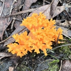 Unidentified Fungus (TBC) at Mount Jerrabomberra - 13 May 2022 by Bugologist