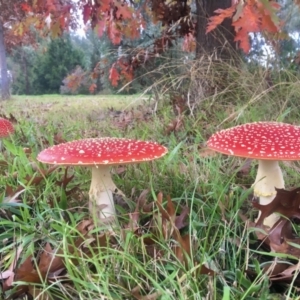 Amanita muscaria at Franklin, ACT - 13 May 2022