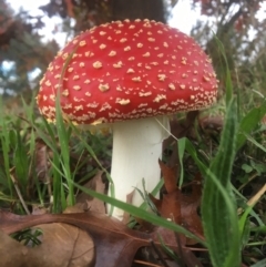 Amanita muscaria at Franklin, ACT - 13 May 2022