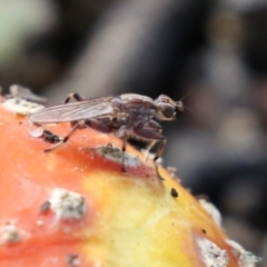 Tapeigaster nigricornis at Greenway, ACT - 13 May 2022