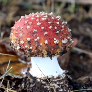 Amanita muscaria at Greenway, ACT - 13 May 2022