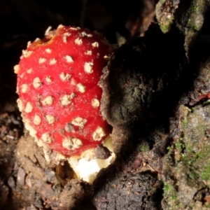 Amanita muscaria at Greenway, ACT - 13 May 2022