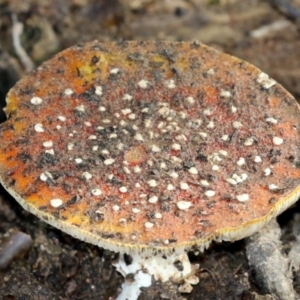 Amanita muscaria at Greenway, ACT - 13 May 2022