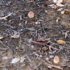 Amanita muscaria at Greenway, ACT - 13 May 2022