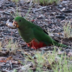 Alisterus scapularis (Australian King-Parrot) at Pine Island to Point Hut - 13 May 2022 by RodDeb