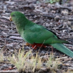 Alisterus scapularis at Greenway, ACT - 13 May 2022