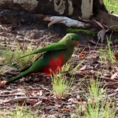 Alisterus scapularis at Greenway, ACT - 13 May 2022