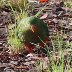 Alisterus scapularis at Greenway, ACT - 13 May 2022