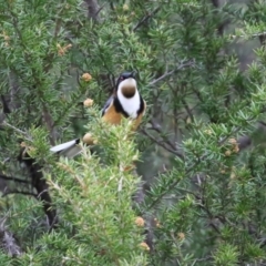 Acanthorhynchus tenuirostris (Eastern Spinebill) at Pine Island to Point Hut - 13 May 2022 by RodDeb