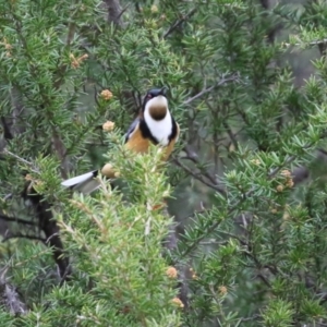 Acanthorhynchus tenuirostris at Greenway, ACT - 13 May 2022