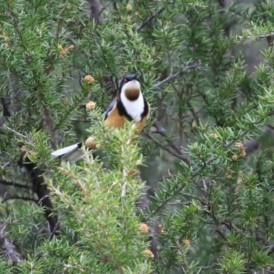 Acanthorhynchus tenuirostris (Eastern Spinebill) at Pine Island to Point Hut - 13 May 2022 by RodDeb