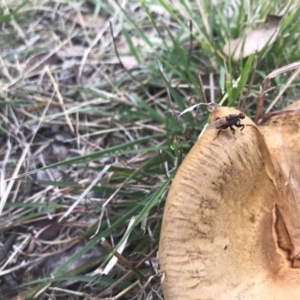 Tapeigaster sp. (genus) at Lyneham, ACT - 26 Apr 2022