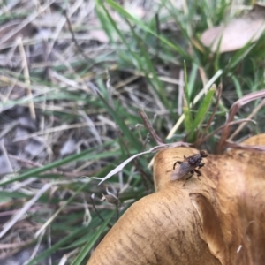 Tapeigaster sp. (genus) at Lyneham, ACT - 26 Apr 2022