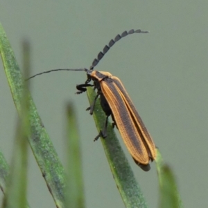 Trichalus sp. (genus) at Braemar, NSW - 13 May 2022