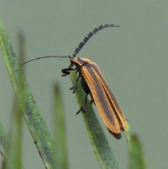 Trichalus sp. (genus) (Net-winged beetle) at Braemar - 13 May 2022 by Curiosity