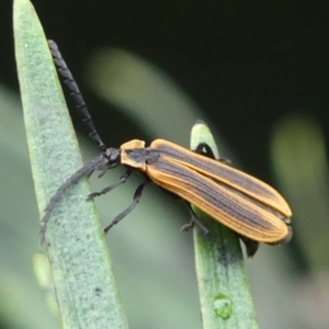 Trichalus sp. (genus) at Braemar, NSW - 13 May 2022