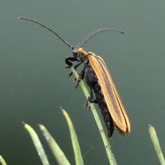 Trichalus sp. (genus) at Braemar, NSW - 13 May 2022