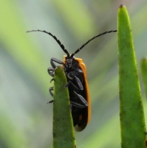 Trichalus sp. (genus) at Braemar, NSW - 13 May 2022