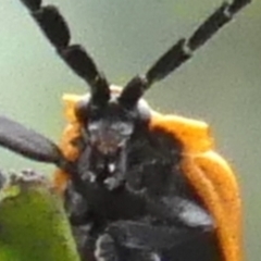 Trichalus sp. (genus) at Braemar, NSW - 13 May 2022