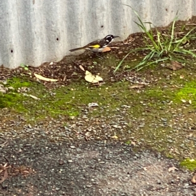 Phylidonyris novaehollandiae (New Holland Honeyeater) at Wedderburn, VIC - 14 May 2022 by KL