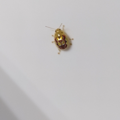 Paropsisterna nobilitata (Leaf beetle, Button beetle) at Churchill, QLD - 13 May 2022 by Nooneshome