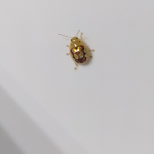 Unidentified Other beetle (TBC) at suppressed by Nooneshome
