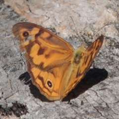 Heteronympha merope (Common Brown Butterfly) at Paddys River, ACT - 23 Jan 2022 by michaelb