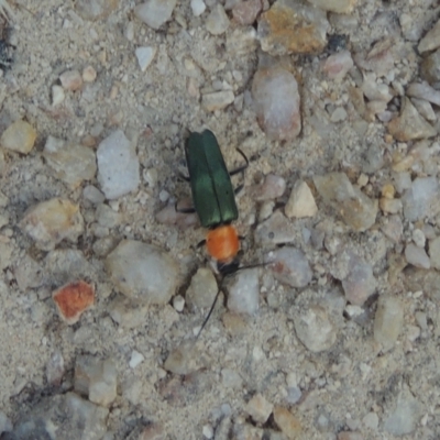 Chauliognathus tricolor (Tricolor soldier beetle) at Tidbinbilla Nature Reserve - 23 Jan 2022 by michaelb