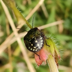 Nezara viridula (Green vegetable bug) at Mawson, ACT - 14 May 2022 by KateU