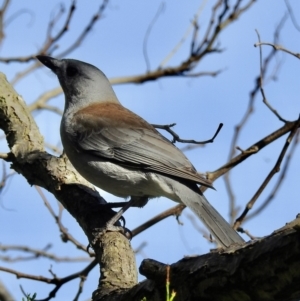 Colluricincla harmonica at Burradoo, NSW - 18 Apr 2022