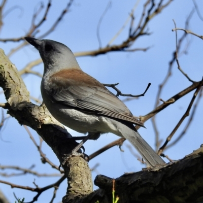 Colluricincla harmonica (Grey Shrikethrush) at Burradoo, NSW - 17 Apr 2022 by GlossyGal