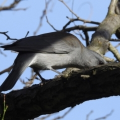 Colluricincla harmonica at Burradoo, NSW - 18 Apr 2022