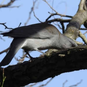 Colluricincla harmonica at Burradoo, NSW - 18 Apr 2022