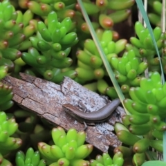 Lampropholis delicata (Delicate Skink) at Cook, ACT - 14 May 2022 by Tammy