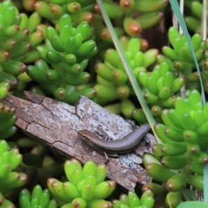 Lampropholis delicata at Cook, ACT - 14 May 2022