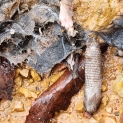 Rattus fuscipes at Cotter River, ACT - 14 May 2022