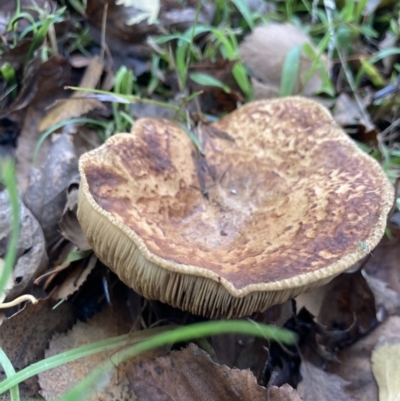 Unverified Fungus at Campbell, ACT - 14 May 2022 by ClareACTW