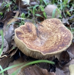 Unidentified Fungus (TBC) at Campbell, ACT - 14 May 2022 by ClareACTW