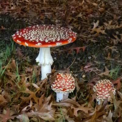 Amanita muscaria (Fly Agaric) at Sullivans Creek, Lyneham South - 13 May 2022 by StephenSherlock