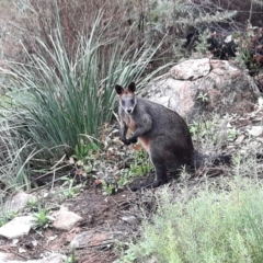 Wallabia bicolor (Swamp Wallaby) at Namadgi National Park - 11 May 2022 by MB