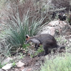 Wallabia bicolor at Tennent, ACT - 11 May 2022