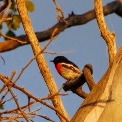 Petroica boodang (Scarlet Robin) at Tuggeranong Hill - 8 May 2022 by MB