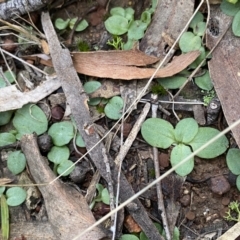 Diplodium sp. (A Greenhood) at O'Connor, ACT - 14 May 2022 by NedJohnston